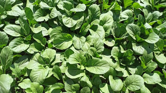 A lush mustard green (Brassica juncea) plantation forming a dense, vibrant green pattern across cultivated agricultural beds. The uniform foliage highlights healthy vegetable growth and productive tro