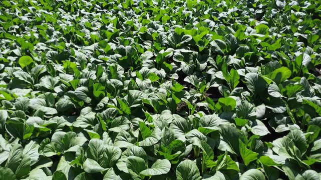 A lush mustard green (Brassica juncea) plantation forming a dense, vibrant green pattern across cultivated agricultural beds. The uniform foliage highlights healthy vegetable growth and productive tro