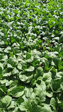 A lush mustard green (Brassica juncea) plantation forming a dense, vibrant green pattern across cultivated agricultural beds. The uniform foliage highlights healthy vegetable growth and productive tro