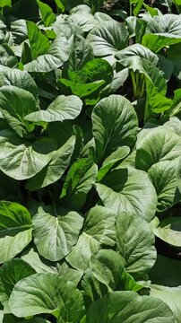 A lush mustard green (Brassica juncea) plantation forming a dense, vibrant green pattern across cultivated agricultural beds. The uniform foliage highlights healthy vegetable growth and productive tro