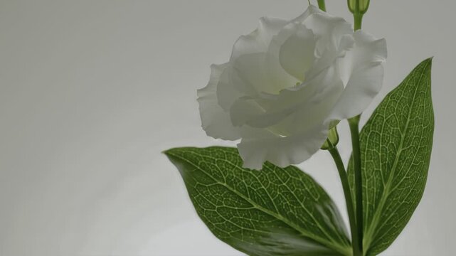White lisianthus bloom with green foliage buds.