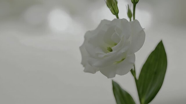White lisianthus flower bloom on green stem.
