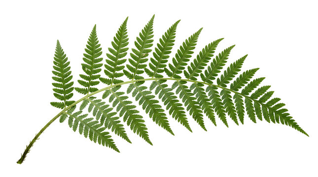 Detailed curved fern frond with delicate pinnate leaflets isolated on transparent background, ideal for botanical compositions, wedding stationery, borders and tropical design.