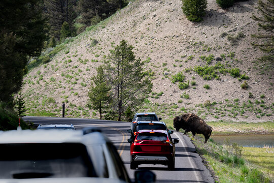 Traffic jam, large male bison crossing the road and stopping cars, summer vacation viewing wildlife in Yellowstone National Park
