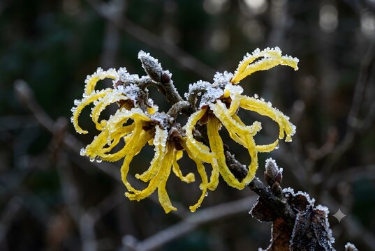 Close Up of Frost Covered Witch Hazel Flowers with Ice Crystals in Winter