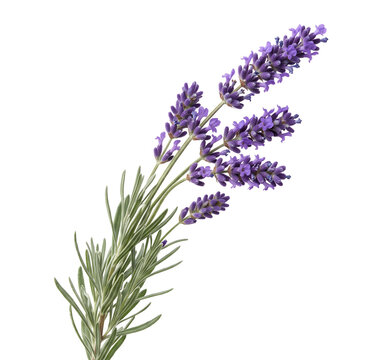 Natural lavender stem with purple flower spikes and narrow foliage isolated on transparent background, suitable for botanical branding, wedding stationery, packaging and wellness designs.