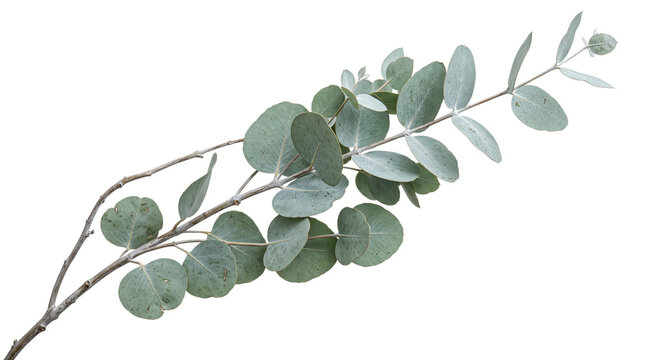 Rose branch with blooming flower, buds and natural foliage isolated on transparent background.