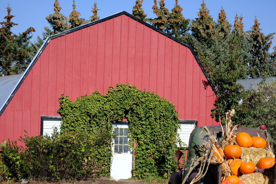 red barn and pumpkin, nature, autumn, fall, western,  farm,  decoration, country, outdoors, garden, outside, beauty,  outdoor, Canada