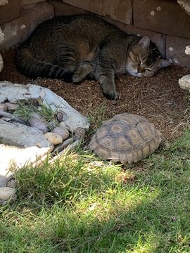 turtle on the grass