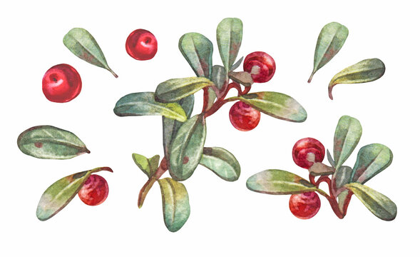 Watercolor set with hand-drawn red berry lingonberry with green leaves isolated on white background. Autumn summer food in forest. Sour sweet food for kitchen. Clipart for wallpaper wrapping