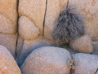 Granite desert boulders cluster against a sunlit cliff face with a dry, tangled shrub nestled in crevices, highlighting rugged texture, weathered stone and the quiet arid landscape. © James Cottingham