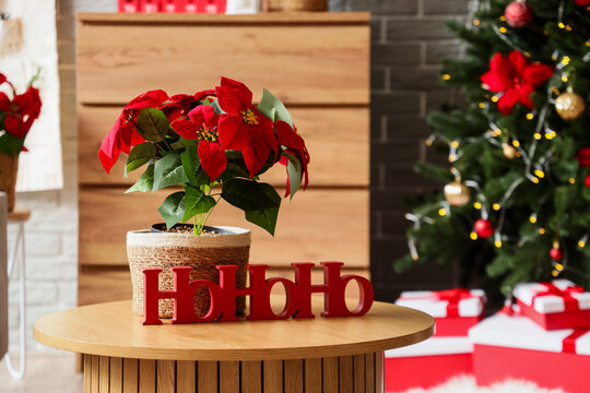 Christmas holiday decoration with poinsettia plant and hohoho text, festive season and winter celebration
