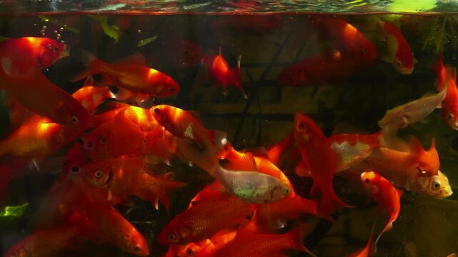 Crowded red and white golden fishes swimming and looking for food in fish tank in sunny day, 4k slow motion footage.