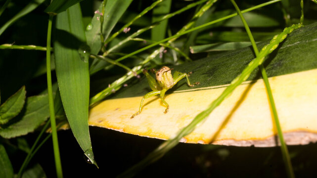 The insect in the selected region resembles a Short-winged Green Grasshopper (Dichromorpha viridis), which belongs to the slant-faced grasshopper subfamily. Taken from Las Pinas, NCR, Philippines.