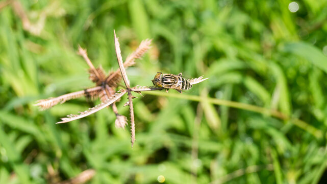 The insect in the selected region is actually not a bee at all, but a species of hoverfly that perfectly mimics a bee. Taken from Las Pinas, NCR, Philippines.