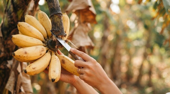 Person harvesting fresh ripe bananas with a knife on a plantation in tropical orchard for agricultural concept