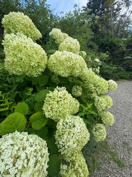 green hydrangea in garden