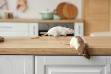 Naklejka na ściany i meble Pest control and rodent infestation in a home kitchen, two rats on a wooden countertop, hygiene and sanitation problem