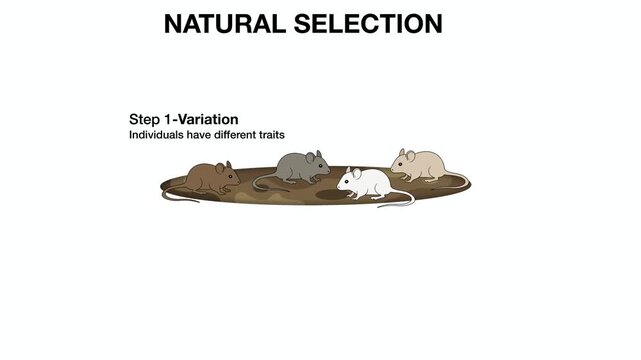 Animation of biology,Educational biology diagram illustrating natural selection step in mice. Diagram shows variation, predator selection pressure by crow, survival of adapted phenotypes, reproduction