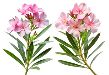 Fototapeta premium Beautiful pink oleander flowers and green leaves isolated on transparent background