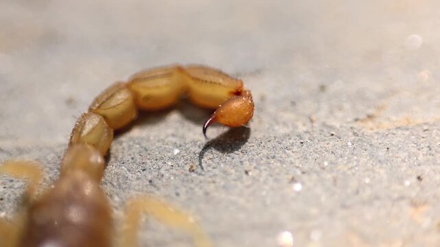 Artistic b roll of macro close up of venomous scorpion stinger tail ready to strike 180fps Captured in Cinematic High Detail Footage