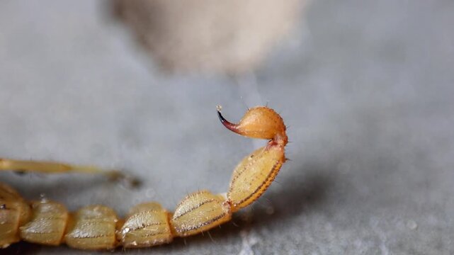 Spectacular shot of macro close up of venomous scorpion stinger tail ready to strike 180fps Captured in Cinematic High Detail Footage