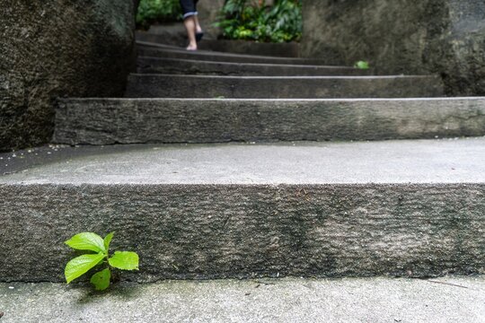 Person walking up stone steps in outdoor garden