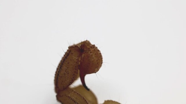 Striking high detail shot of macro detail of dangerous scorpion isolated on white background 180fps Captured in Cinematic High Detail Footage