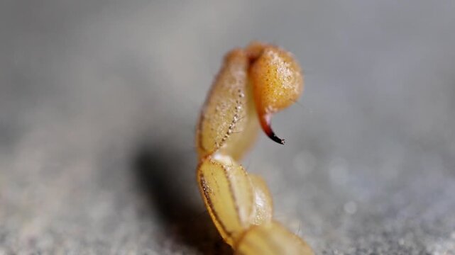 Supreme close up of macro close up of venomous scorpion stinger tail ready to strike 180fps Captured in Cinematic High Detail Footage