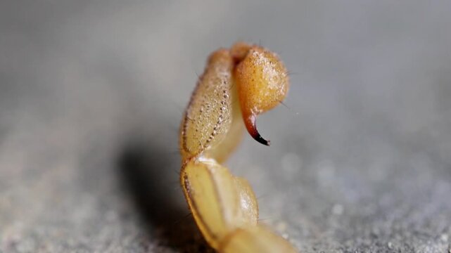 Premium quality footage of macro close up of venomous scorpion stinger tail ready to strike 180fps Captured in Cinematic High Detail Footage