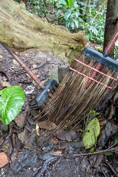 Old brooms and leaves in tropical forest setting