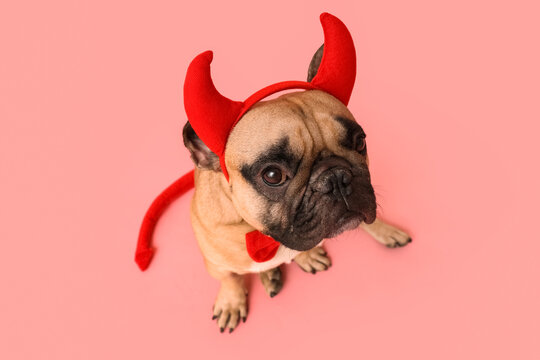 Cute French bulldog in Halloween devil horns sitting on pink background