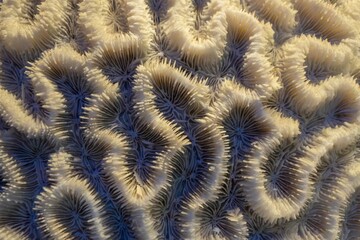 Fototapeta premium Macro shot of textured coral with intricate patterns