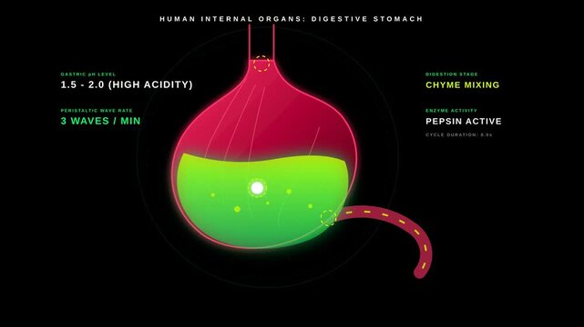 Educational illustration depicting the human digestive process with stomach acidity and mechanical churning phases on a dark background