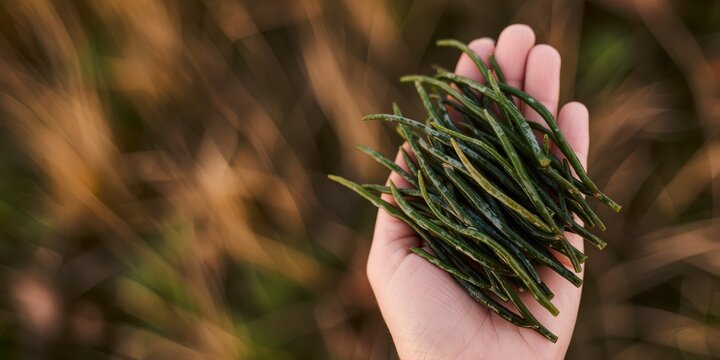 Fresh samphire edible coastal wild sea greens plant harvested by hand closeup view representing sustainable foraging and gourmet coastal gastronomy