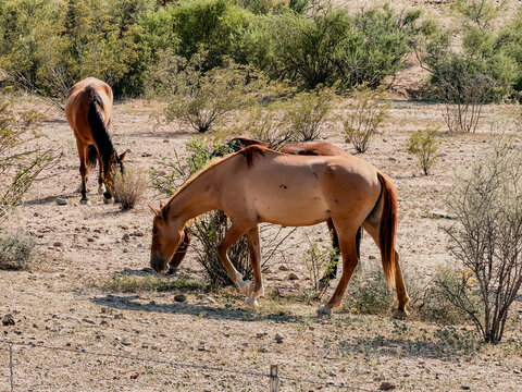 horses in the field