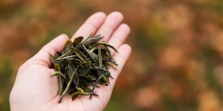 A hand holding dried green tea leaves representing natural beverage production and organic farming concepts for healthy lifestyle advertising