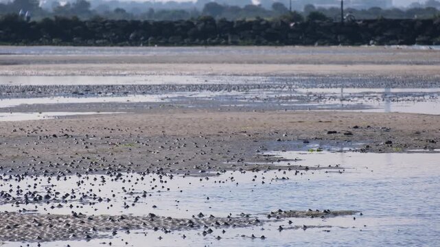 Exposed sandy mudflats at low tide along the shore in Seaholme foreshore, suburban Melbourne, Australia. Coastal intertidal zones, marine ecosystems, and tidal flat.