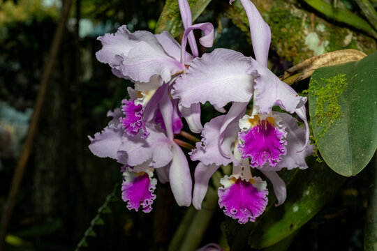 Lavender cattleya orchids blooming in tropical garden
