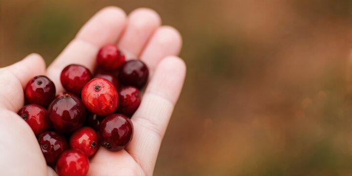 Fresh red cranberries held in hand during harvest, symbolizing organic farming, autumn foraging, and healthy natural nutrition for wellness diets