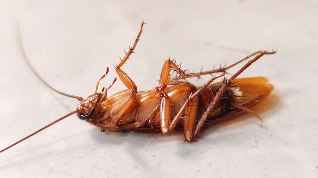 A cockroach is lying on the floor. The cockroach's body is upside down.
