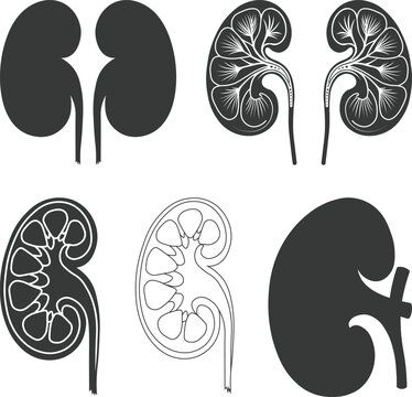 Human Kidneys Anatomy Illustration Silhouette, Human kidney anatomy illustration medical clip art svg Vector illustration, biology design