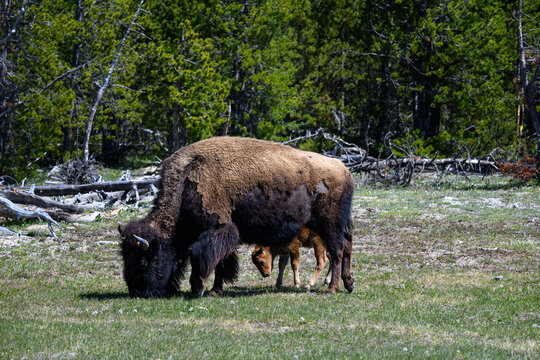 Small herd of American Bison with very young baby calves, grazing on grass, summer vacation viewing wildlife in Yellowstone National Park
