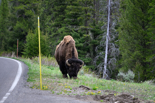 American Bison grazing on grass on the side of the road, wildlife viewing on summer vacation, Yellowstone National Park
