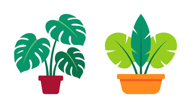 Set of two indoor house plants in pots, monstera and tropical palm leaves, flat vector illustration isolated on transparent background