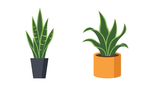 Set of two potted snake plants with green variegated leaves in dark grey and orange ceramic pots, flat vector illustration isolated on transparent background