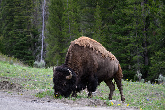 American Bison grazing on grass on the side of the road, wildlife viewing on summer vacation, Yellowstone National Park
