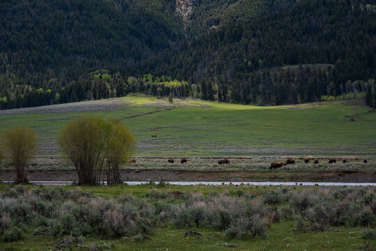 Herd of bison with young calves grazing in Lamar Valley, sagebrush in foreground, summer vacation viewing wildlife in Yellowstone National Park

