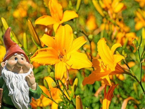 Bl&uuml;hende Taglilie, Hemerocallis,  Nahaufnahme