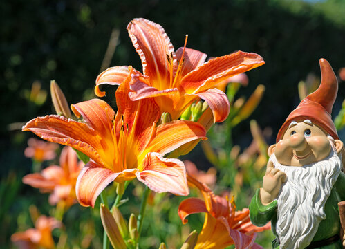Bl&uuml;hende Taglilie, Hemerocallis,  Nahaufnahme